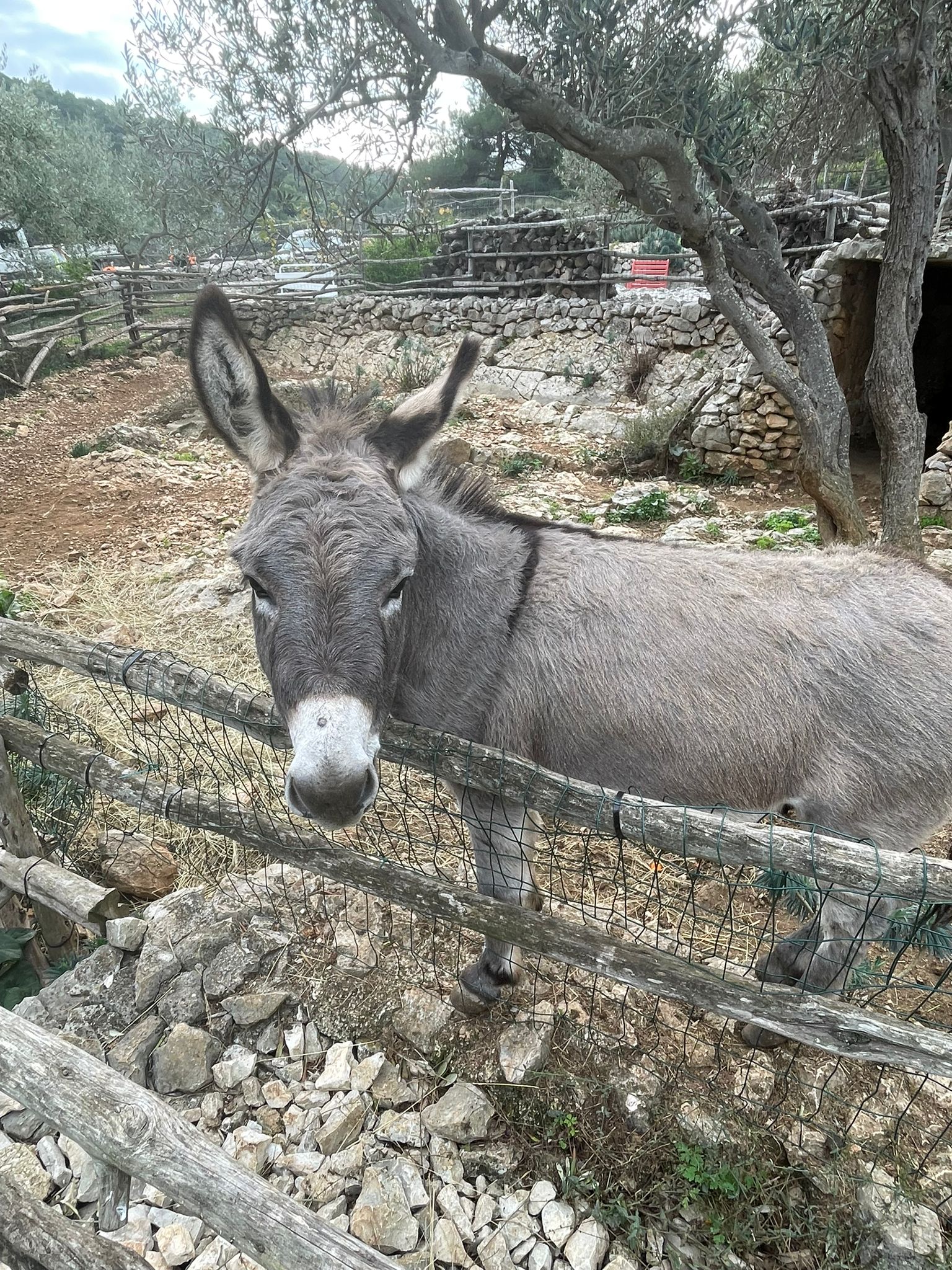 Mali Lošinj